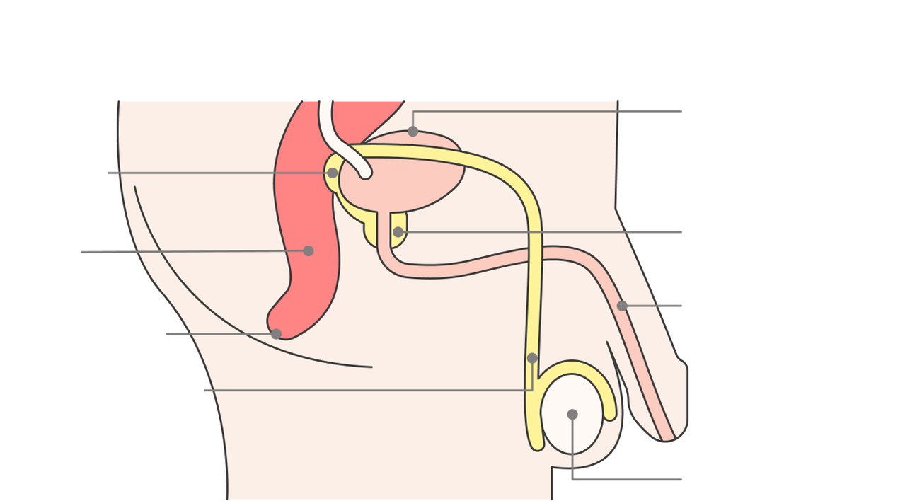 localizarea glandei prostatei și a structurilor acesteia